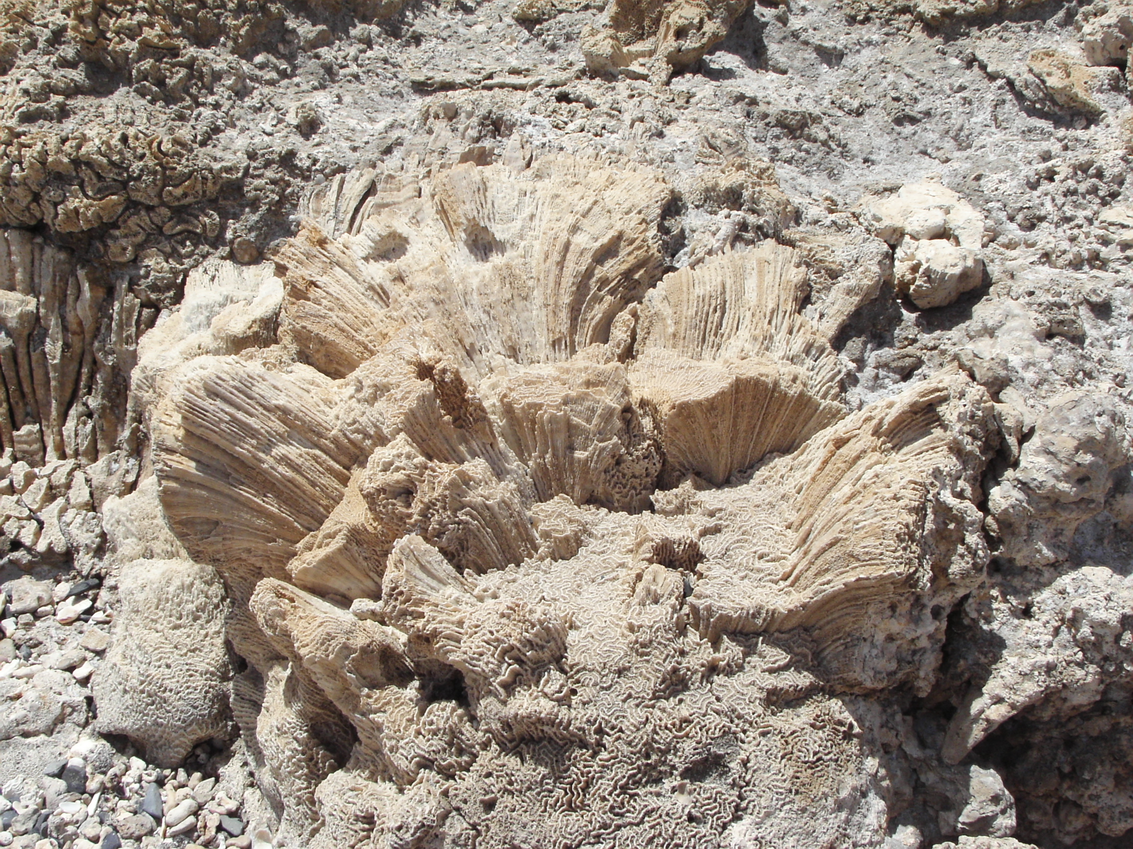 Fossil Coral Pleistocene